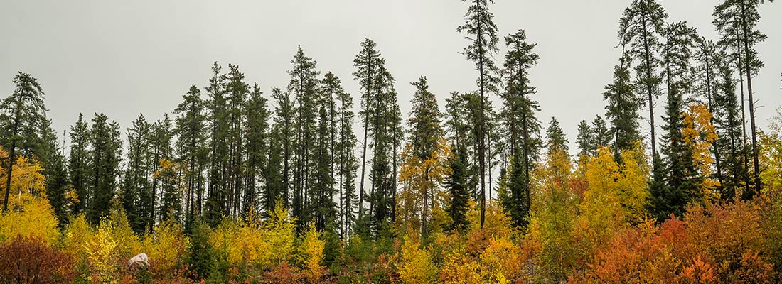 Canada Sourcing Trip 2023 Black Spruce DoTERRA Essential Oils